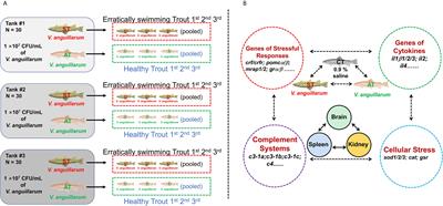Transcriptional Profiles of Genes Related to Stress and Immune Response in Rainbow Trout (Oncorhynchus mykiss) Symptomatically or Asymptomatically Infected With Vibrio anguillarum